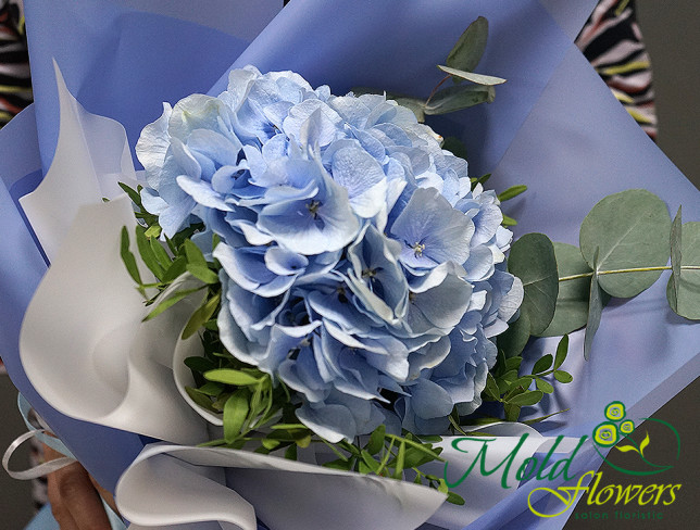 Bouquet of blue hydrangea with eucalyptus photo